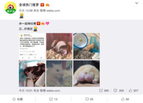 Hamster com in Xuzhou