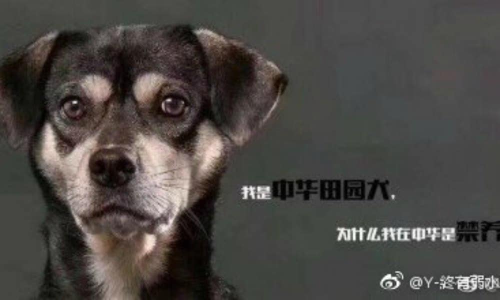 Sex dog is girls in Nanchang