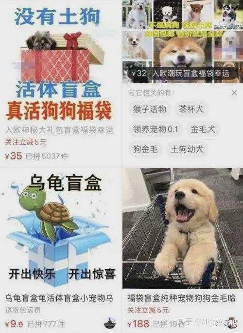 Dog have sex with a dog in Ningbo